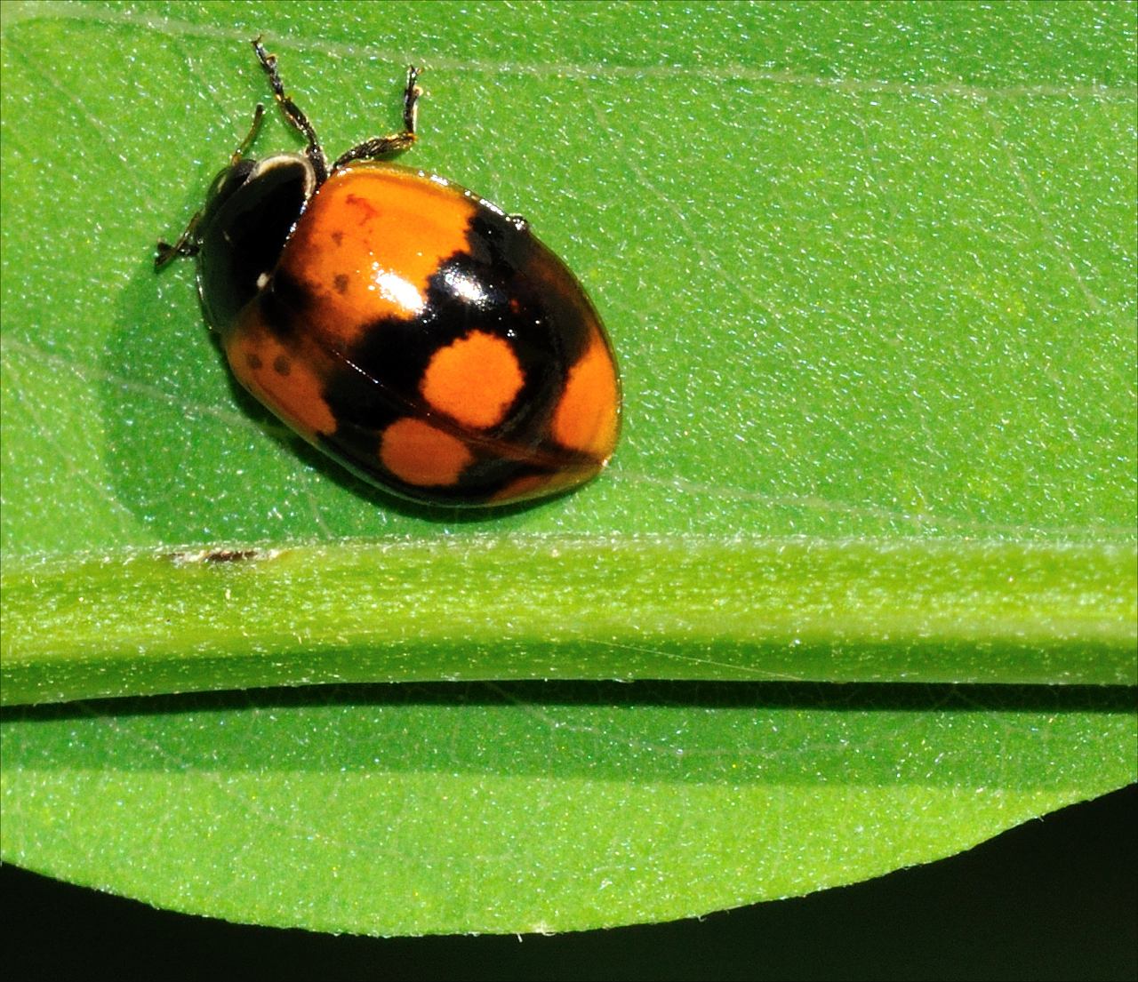 Coccinella 2